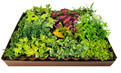 Premium Foliage Assortment